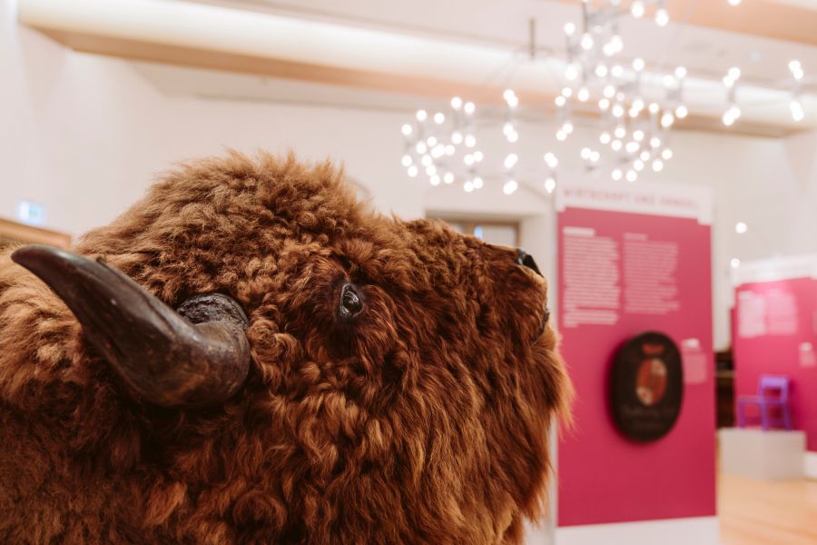 Zu sehen ist auch dieses Präparat eines Wisentkopfes, ein Geschenk des Forstamtes Neuenheerse für die naturkundliche Abteilung des Kreismuseums Wewelsburg. Der Wisentkopf wurde in Zusammenhang mit der Geschichte der heimischen Wälder gezeigt. Von 2006 bis 2009 borgte ihn sich der Flughafen als Werbeträger für den Kreis Paderborn aus. Alle heute noch lebenden Exemplare stammen von zwölf in Zoos und Tiergehegen lebenden Wisenten ab. Seit 1958 leben auch wieder Wisente im Gehege Hardehausen bei Warbung. Der Lokalsender Radio Hochstift verschaffte den seltenen Tieren jüngst Gehör, als mit Hilfe der Hörerinnen und Hörer ein Name für das kleine Wisent-Baby gesucht und gefunden wurde: Egzon (der Glückliche).   (Foto: Lina Loos © Kreismuseum Wewelsburg)